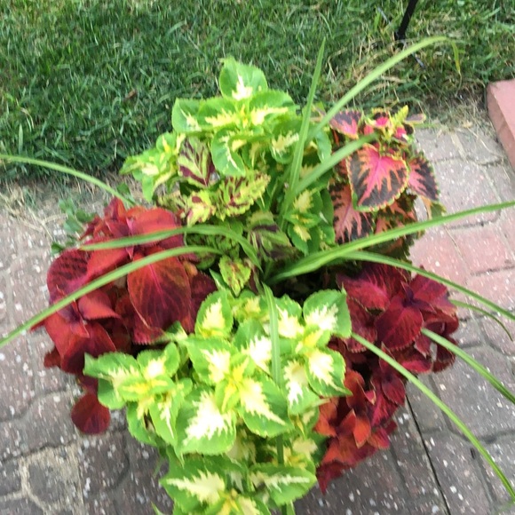 Meet your Posher, Karen - Picture 9 of 17